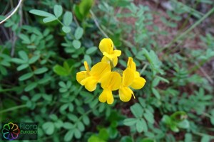 Hippocrepis comosa (2)